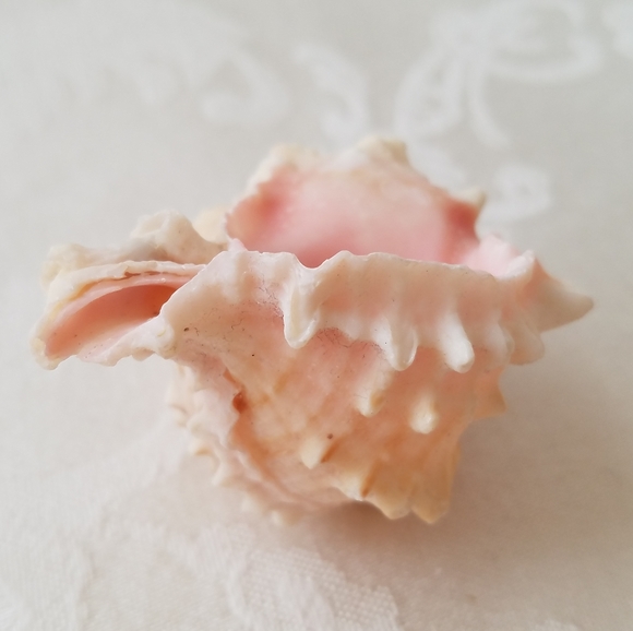 Natural Sea Shells - Picture 13 of 15